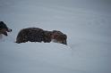 DSC_0097 (2)
